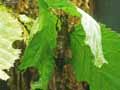 Phasme-feuille-20141124133000.jpg