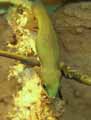 Phelsuma-laticauda-20120823013251.jpg