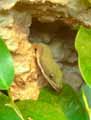 Phelsuma-laticauda-20120823013343.jpg