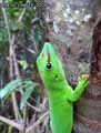 Phelsuma-madagascariensis-grandis-20120823013605.jpg