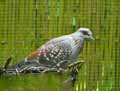 Pigeon-roussard-20120823153449.jpg