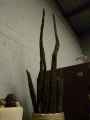 Pilotis-decoratifs-20130114174015.jpg
