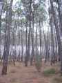 Pinede-20131021003541.jpg