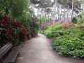 Pinede-aux-rhododendrons-a-Vincennes-20130711164535.jpg
