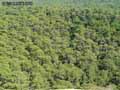Pinede-dans-les-Landes-20120822172307.jpg