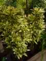 Plante-artificielle-20130114174719.jpg