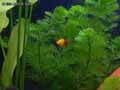 Platy-20120822223919.jpg