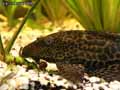 Pleco-20120822215122.jpg