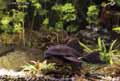 Pleco-20120822223617.jpg
