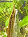 Poisson-aiguille-20120822224005.jpg