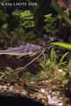 Poisson-chat-tachete-20120822223318.jpg