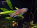Poisson-de-paradis-20120822215046.jpg