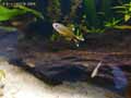 Poisson-feux-de-position-20120822215859.jpg