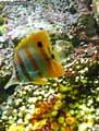 Poisson-papillon-Chetodon-demi-bec-20120822220843.jpg
