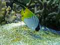 Poisson-papillon-jaune-20120822220718.jpg