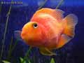 Poisson-perroquet-20120822215037.jpg