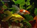 poissons