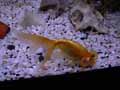 Poisson-rouge-uranoscope-20120822224321.jpg