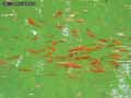 Poissons-rouges-20120822215018.jpg