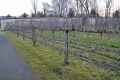 Pommiers-palisses-20131020213413.jpg