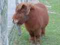 Poney-nain-20131020215338.jpg