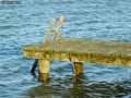 Ponton-20120817184652.jpg