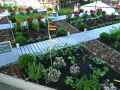 Potager-20131020235311.jpg
