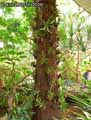 Poteau-habille-de-plantes-epiphytes-20120822170226.jpg