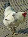Poule-20120823132718.jpg