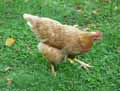 Poule-20120823134913.jpg