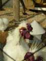 Poule-20120824121508.jpg