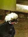 Poule-20120824121641.jpg