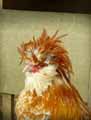 Poule-20120824122906.jpg