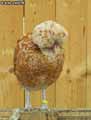 Poule-Padoue-20120823134422.jpg