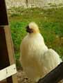 Poule-negre-soie-20120823141319.jpg