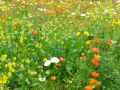 Prairie-fleurie-20130709195552.jpg