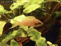 Pseudolamprologus-brichardii-20120822215157.jpg