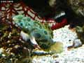 Pterosynchiropus-picturatus-20120822221730.jpg