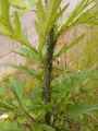 Pucerons-verts-20141124173438.jpg
