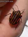 Punaise-arlequin-20141124151819.jpg