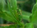 Punaise-de-la-pomme-de-terre-20141124151339.jpg