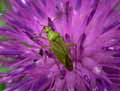 Punaise-de-la-pomme-de-terre-20141124151359.jpg