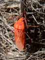 Pyrrhocoridae-jeune-20141124161416.jpg