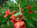 Rainettes-arboricoles-20120823013444.jpg