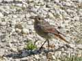 Rouge-queue-20120823193434.jpg