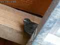 Rouge-queue-noir-20121221234705.jpg