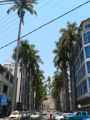 Rue-plantee-de-palmiers-royaux-20131020224757.jpg