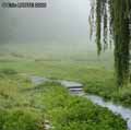 Ruisseau-dans-le-bocage-Normand-20120822173659.jpg