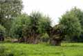 Saules-tetards-20120822173735.jpg