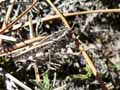 Sauterelle-grise-20141124152540.jpg